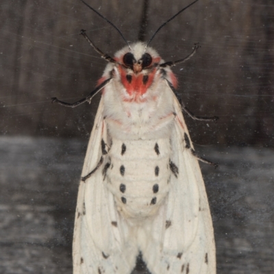 Ardices canescens (Dark-spotted Tiger Moth) at Melba, ACT - 19 Jan 2022 by kasiaaus