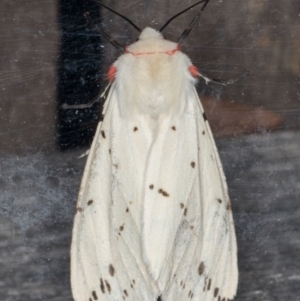 Ardices canescens at Melba, ACT - 19 Jan 2022 09:44 PM