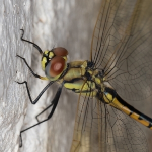 Hemicordulia tau at Melba, ACT - 19 Jan 2022 10:51 PM