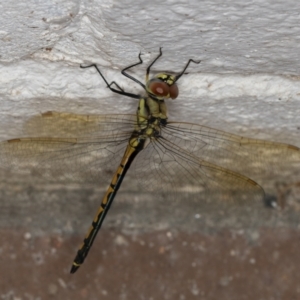 Hemicordulia tau at Melba, ACT - 19 Jan 2022 10:51 PM