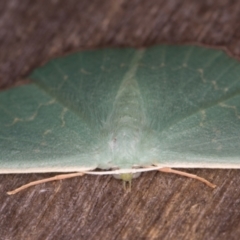 Prasinocyma semicrocea at Melba, ACT - 20 Jan 2022