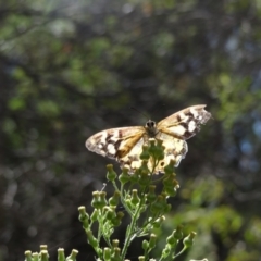 Heteronympha banksii (Banks' Brown) at Paddys River, ACT - 20 Mar 2022 by Miranda