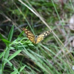 Heteronympha banksii at Paddys River, ACT - 20 Mar 2022