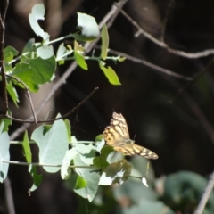 Heteronympha banksii at Paddys River, ACT - 20 Mar 2022