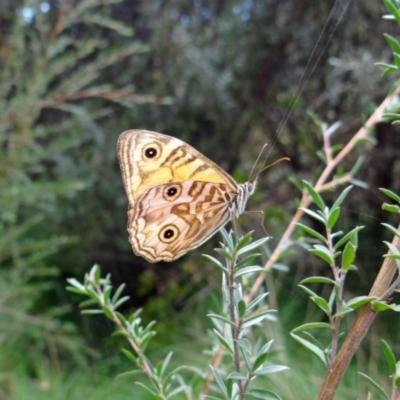 Geitoneura acantha (Ringed Xenica) at Tidbinbilla Nature Reserve - 20 Mar 2022 by Miranda