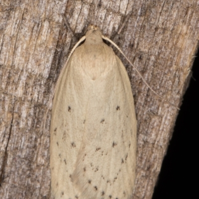 Garrha carnea (A concealer moth) at Melba, ACT - 20 Jan 2022 by kasiaaus