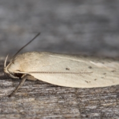 Garrha carnea at Melba, ACT - 20 Jan 2022 11:09 PM