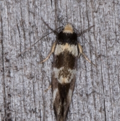 Isomoralla gephyrota (A Concealer moth) at Melba, ACT - 20 Jan 2022 by kasiaaus
