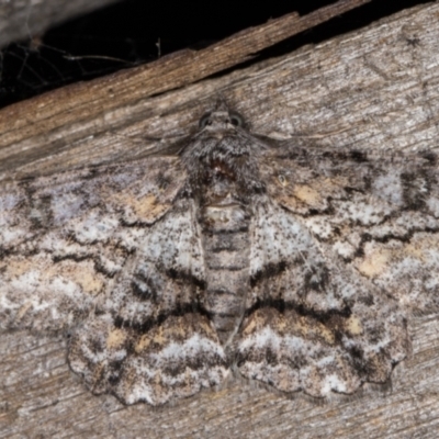 Cleora displicata (A Cleora Bark Moth (Boarmiini) at Melba, ACT - 20 Jan 2022 by kasiaaus