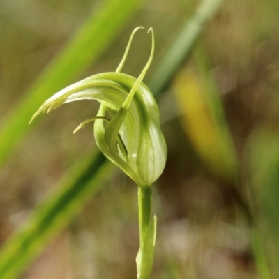 Pterostylis acuminata (Pointed Greenhood) at Glenquarry - 22 Mar 2022 by Snowflake