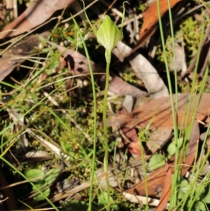 Pterostylis acuminata at Glenquarry, NSW - 22 Mar 2022