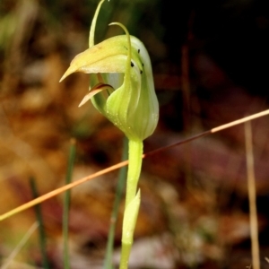 Pterostylis acuminata at Glenquarry, NSW - 22 Mar 2022