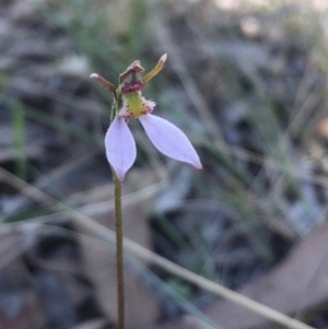 Eriochilus cucullatus at Hall, ACT - suppressed