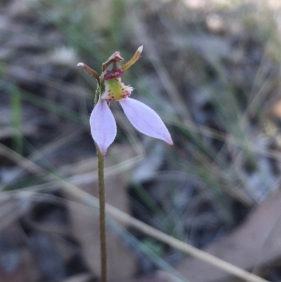 Eriochilus cucullatus (Parson's Bands) at Hall, ACT - 22 Mar 2022 by strigo