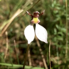 Eriochilus cucullatus at Hall, ACT - suppressed