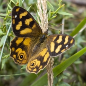 Heteronympha solandri at Jagungal Wilderness, NSW - 9 Mar 2022 12:38 PM