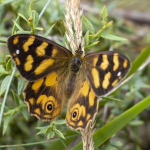 Heteronympha solandri at Jagungal Wilderness, NSW - 9 Mar 2022 12:38 PM