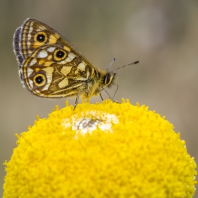 Oreixenica latialis (Small Alpine Xenica) at Jagungal Wilderness, NSW - 22 Mar 2022 by trevsci