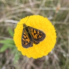 Oreixenica latialis at Jagungal Wilderness, NSW - suppressed