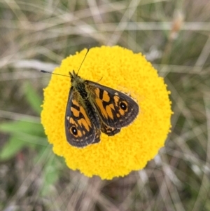 Oreixenica latialis at Jagungal Wilderness, NSW - suppressed