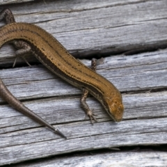 Unidentified Skink at Kosciuszko National Park - 9 Mar 2022 by trevsci