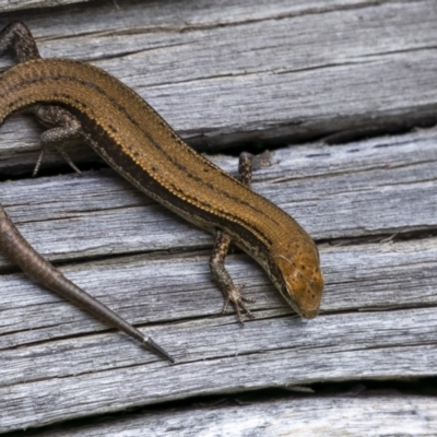 Unverified Skink at Jagungal Wilderness, NSW - 9 Mar 2022 by trevsci