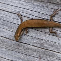 Pseudemoia entrecasteauxii at Jagungal Wilderness, NSW - 9 Mar 2022 02:19 PM