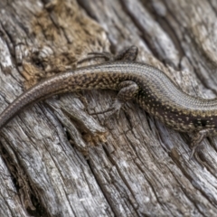 Eulamprus tympanum at Jagungal Wilderness, NSW - 9 Mar 2022