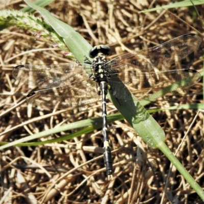 Austrogomphus cornutus (Unicorn Hunter) at Uriarra Recreation Reserve - 22 Mar 2022 by JohnBundock