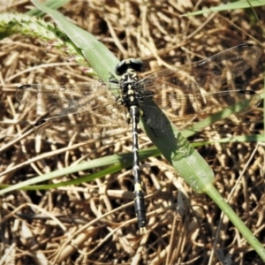 Austrogomphus cornutus at Uriarra Recreation Reserve - 22 Mar 2022