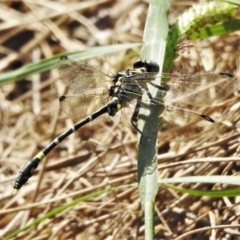 Austrogomphus cornutus at Uriarra Recreation Reserve - 22 Mar 2022 11:17 AM