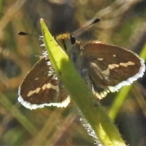 Taractrocera papyria at Stromlo, ACT - 22 Mar 2022