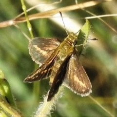 Taractrocera papyria at Stromlo, ACT - 22 Mar 2022 10:03 AM