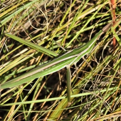 Acrida conica (Giant green slantface) at Uriarra Recreation Reserve - 21 Mar 2022 by JohnBundock