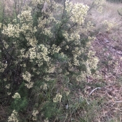 Cassinia quinquefaria (Rosemary Cassinia) at Flea Bog Flat to Emu Creek Corridor - 9 Mar 2022 by Dora