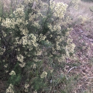 Cassinia quinquefaria at Belconnen, ACT - 9 Mar 2022 06:50 PM