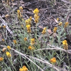 Chrysocephalum apiculatum (Common Everlasting) at Flea Bog Flat to Emu Creek Corridor - 9 Mar 2022 by Dora