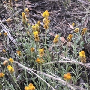 Chrysocephalum apiculatum at Belconnen, ACT - 9 Mar 2022 06:53 PM