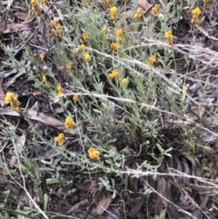 Chrysocephalum apiculatum at Belconnen, ACT - 9 Mar 2022 06:53 PM