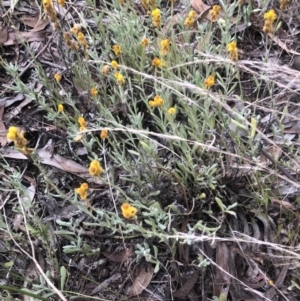 Chrysocephalum apiculatum at Belconnen, ACT - 9 Mar 2022 06:53 PM