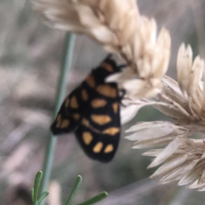 Asura lydia (Lydia Lichen Moth) at Flea Bog Flat to Emu Creek Corridor - 9 Mar 2022 by Dora