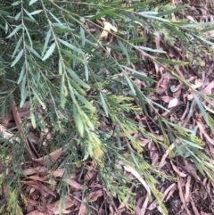 Acacia fimbriata (Fringed Wattle) at Flea Bog Flat to Emu Creek Corridor - 9 Mar 2022 by Dora