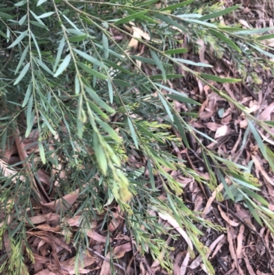 Acacia fimbriata (Fringed Wattle) at Flea Bog Flat to Emu Creek Corridor - 9 Mar 2022 by Dora