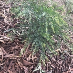 Acacia fimbriata at Belconnen, ACT - 9 Mar 2022