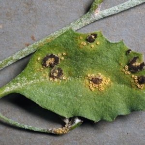 Puccinia saccardoi at O'Connor, ACT - 27 Jan 2022