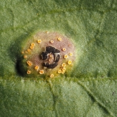 Puccinia saccardoi at O'Connor, ACT - 27 Jan 2022