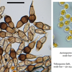 Puccinia saccardoi at O'Connor, ACT - 27 Jan 2022