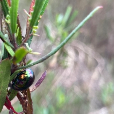 Callidemum hypochalceum (Hop-bush leaf beetle) at Spence, ACT - 21 Mar 2022 by Rosie