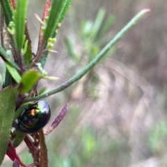 Callidemum hypochalceum (Hop-bush leaf beetle) at Spence, ACT - 20 Mar 2022 by Rosie