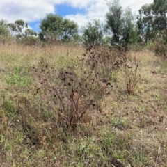 Dodonaea viscosa (Hop Bush) at Fraser, ACT - 20 Mar 2022 by Rosie